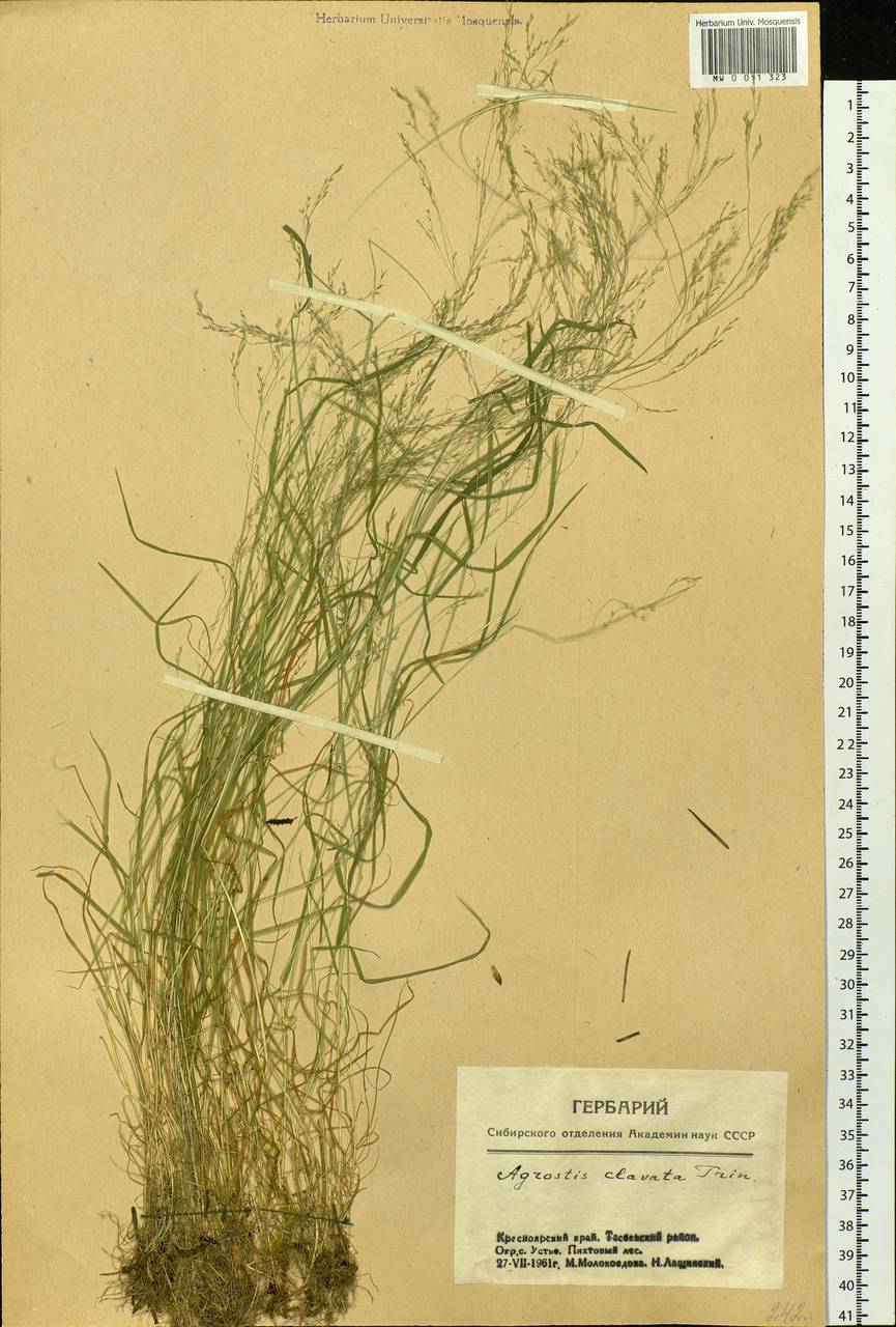 Agrostis clavata Trin., Siberia, Central Siberia (S3) (Russia)