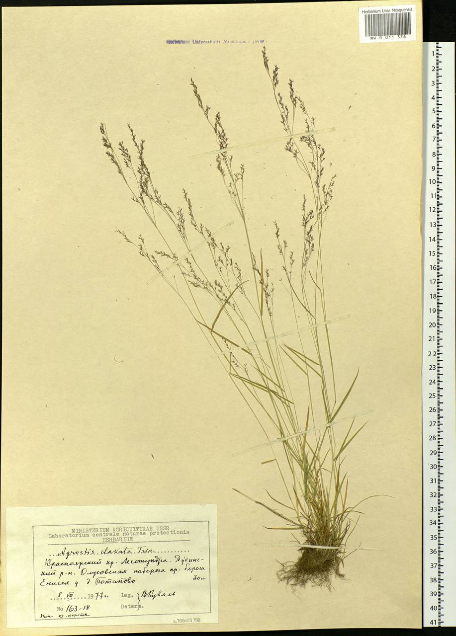 Agrostis clavata Trin., Siberia, Central Siberia (S3) (Russia)