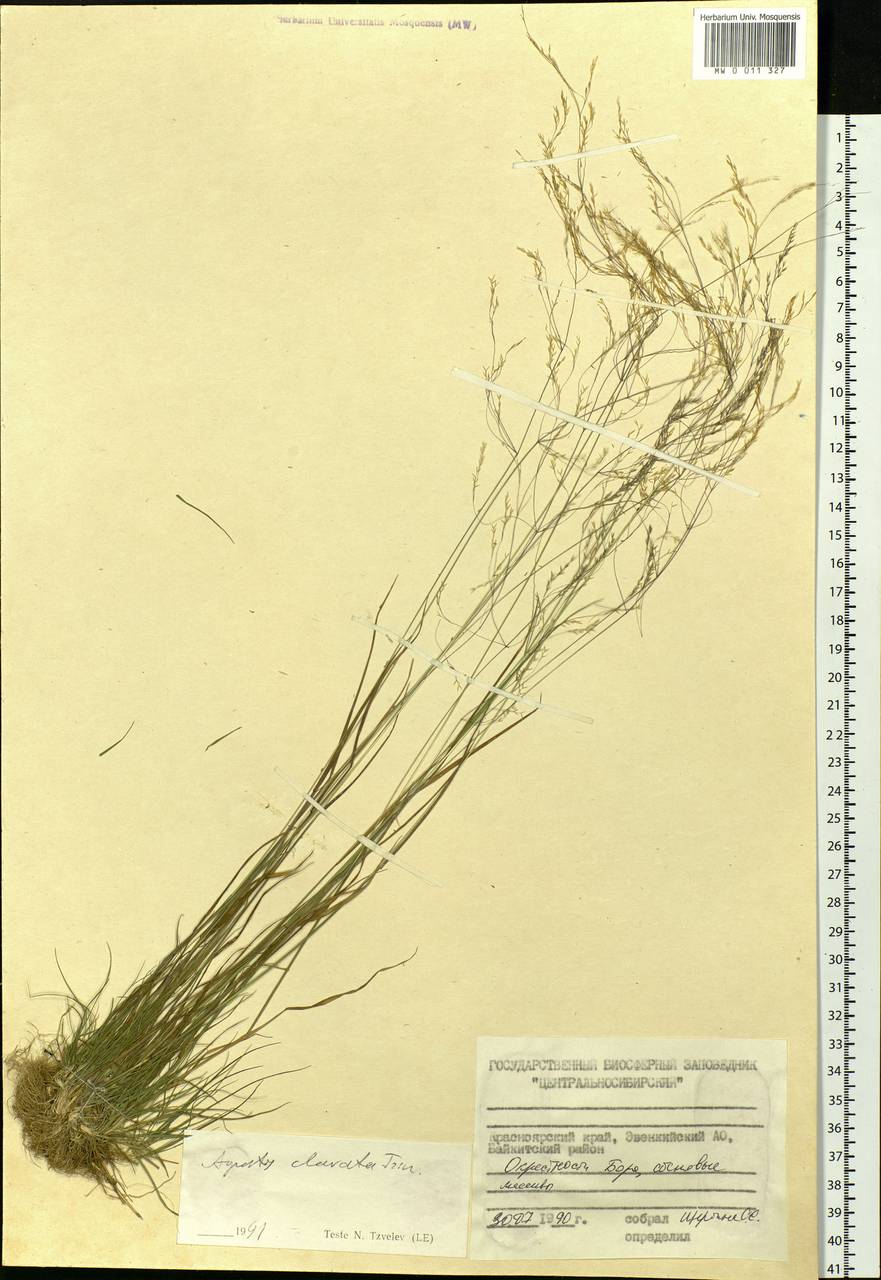 Agrostis clavata Trin., Siberia, Central Siberia (S3) (Russia)