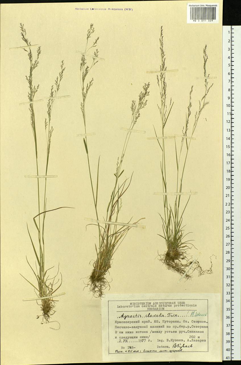 Agrostis clavata Trin., Siberia, Central Siberia (S3) (Russia)