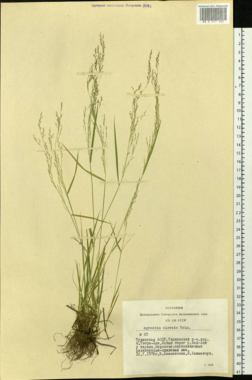 Agrostis clavata Trin., Siberia, Altai & Sayany Mountains (S2) (Russia)