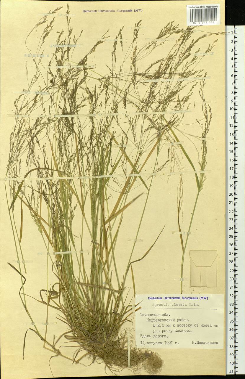 Agrostis clavata Trin., Siberia, Western Siberia (S1) (Russia)