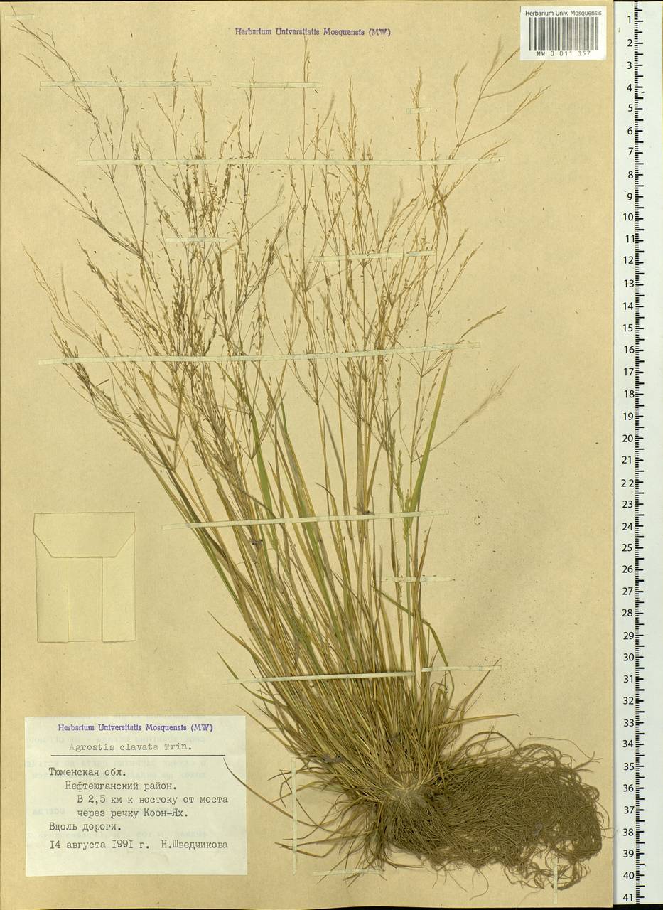 Agrostis clavata Trin., Siberia, Western Siberia (S1) (Russia)