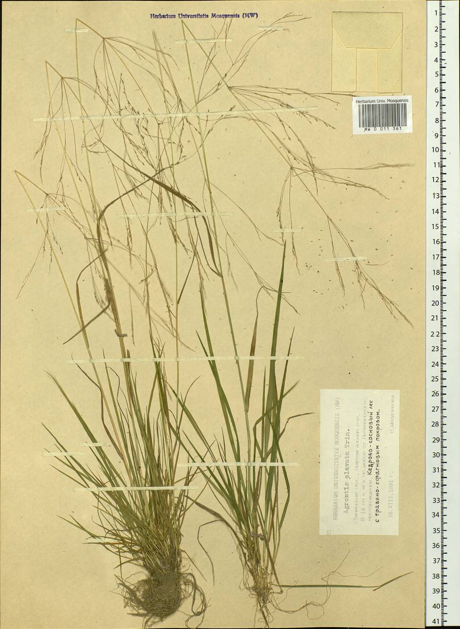 Agrostis clavata Trin., Siberia, Western Siberia (S1) (Russia)