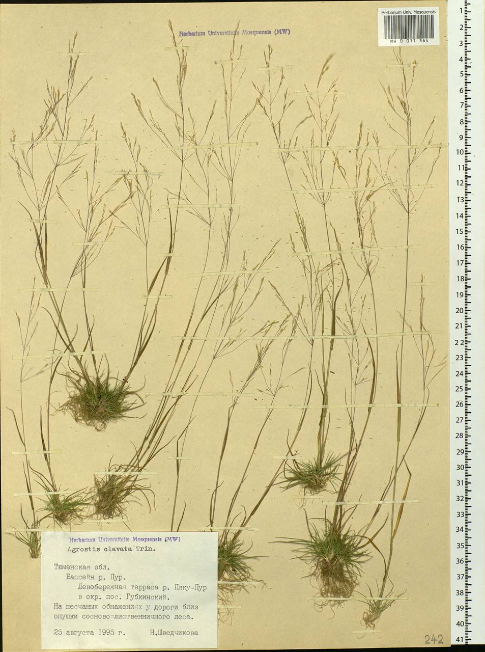 Agrostis clavata Trin., Siberia, Western Siberia (S1) (Russia)