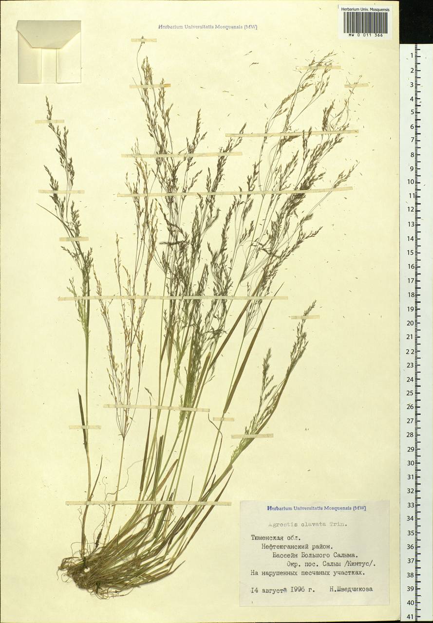 Agrostis clavata Trin., Siberia, Western Siberia (S1) (Russia)