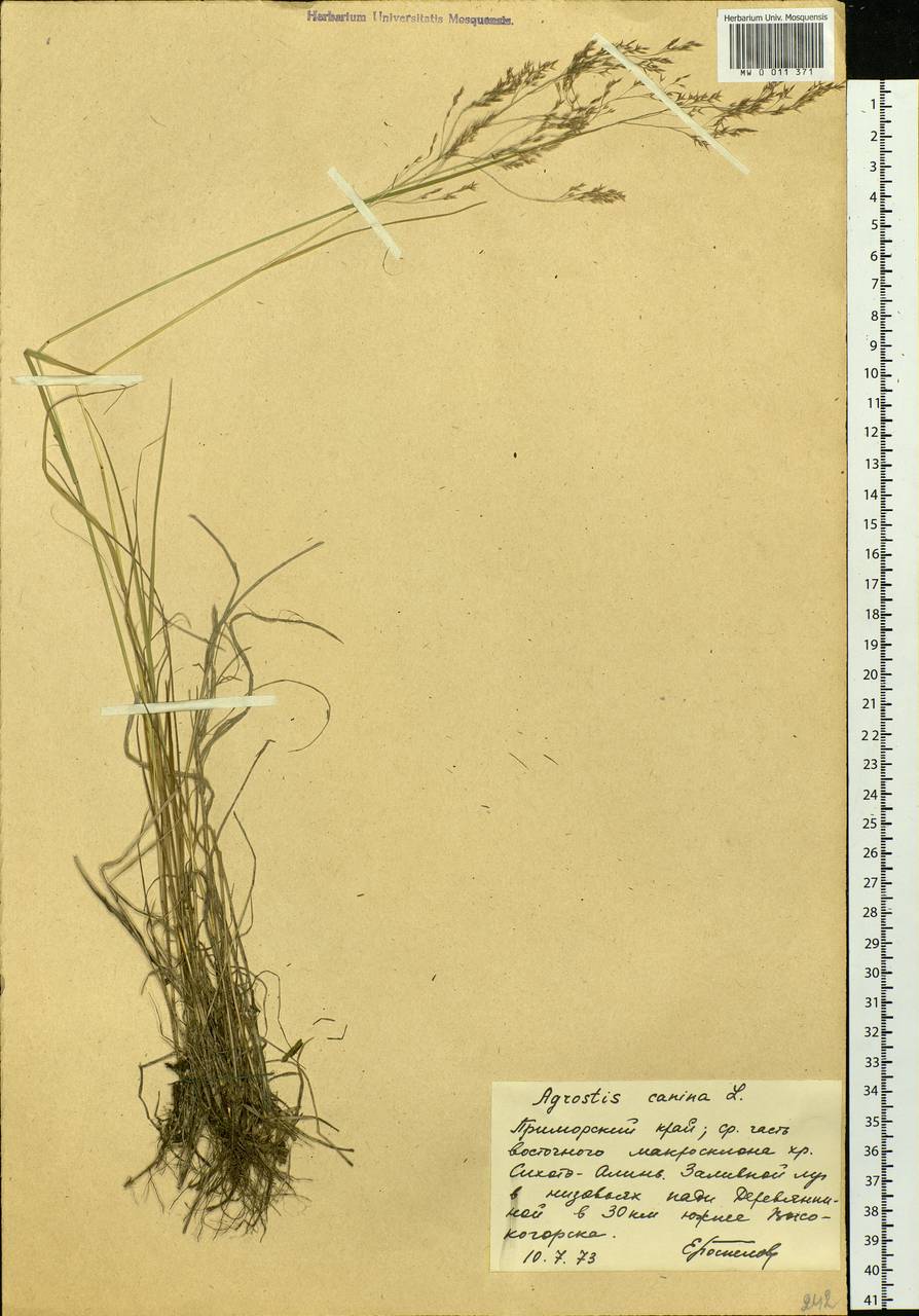 Agrostis canina L., Siberia, Russian Far East (S6) (Russia)