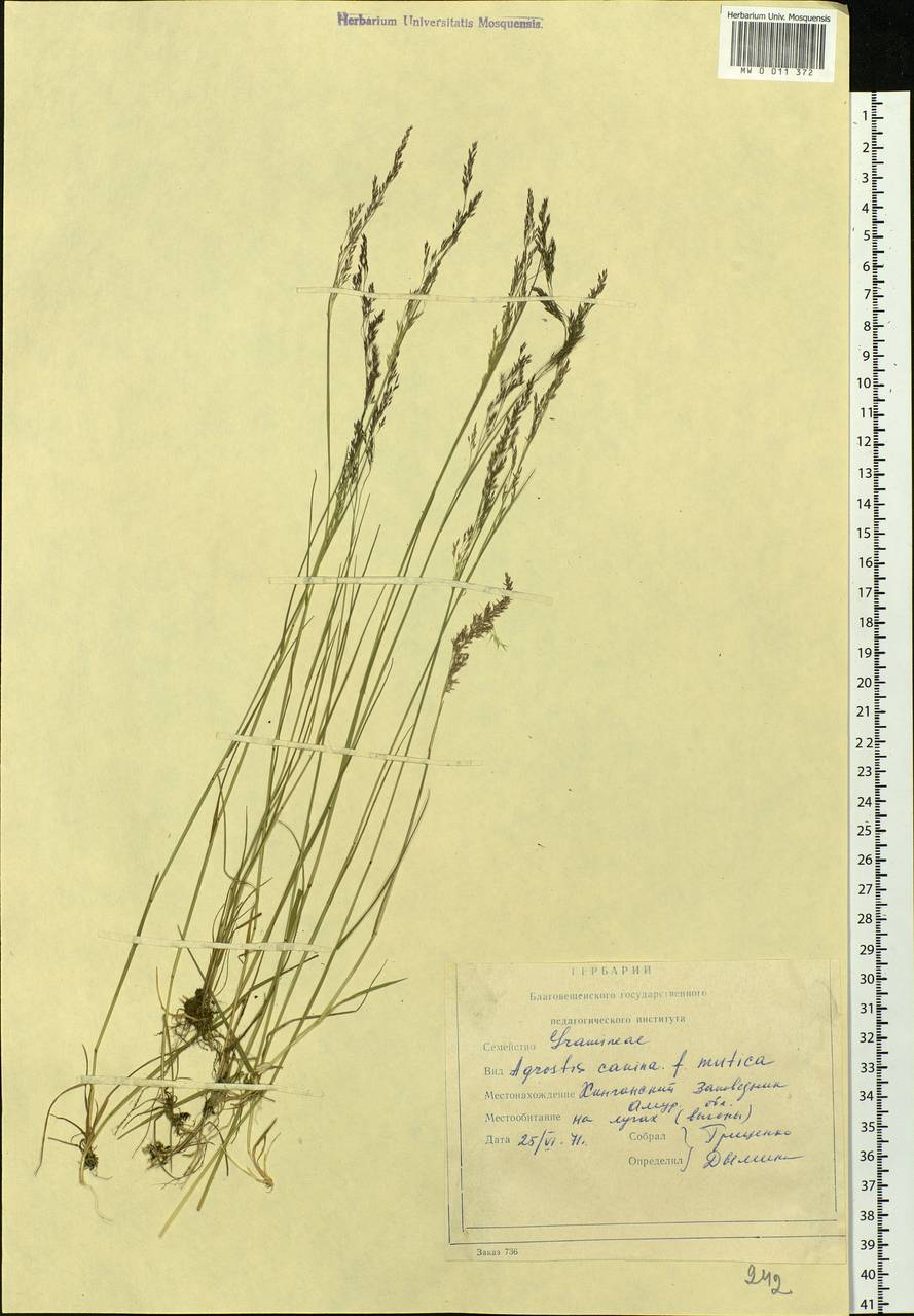 Agrostis canina L., Siberia, Russian Far East (S6) (Russia)