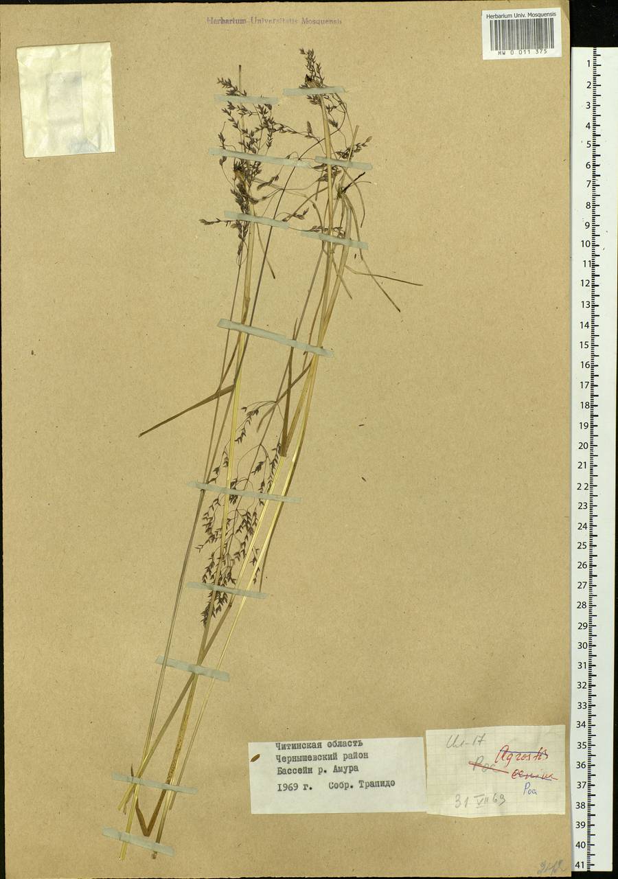Agrostis canina L., Siberia, Baikal & Transbaikal region (S4) (Russia)