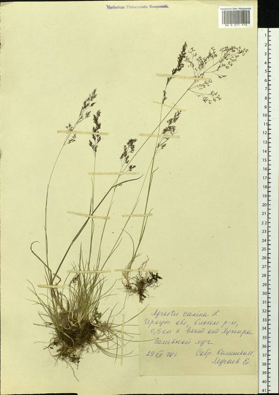 Agrostis canina L., Siberia, Baikal & Transbaikal region (S4) (Russia)