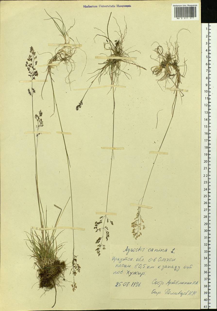 Agrostis canina L., Siberia, Baikal & Transbaikal region (S4) (Russia)