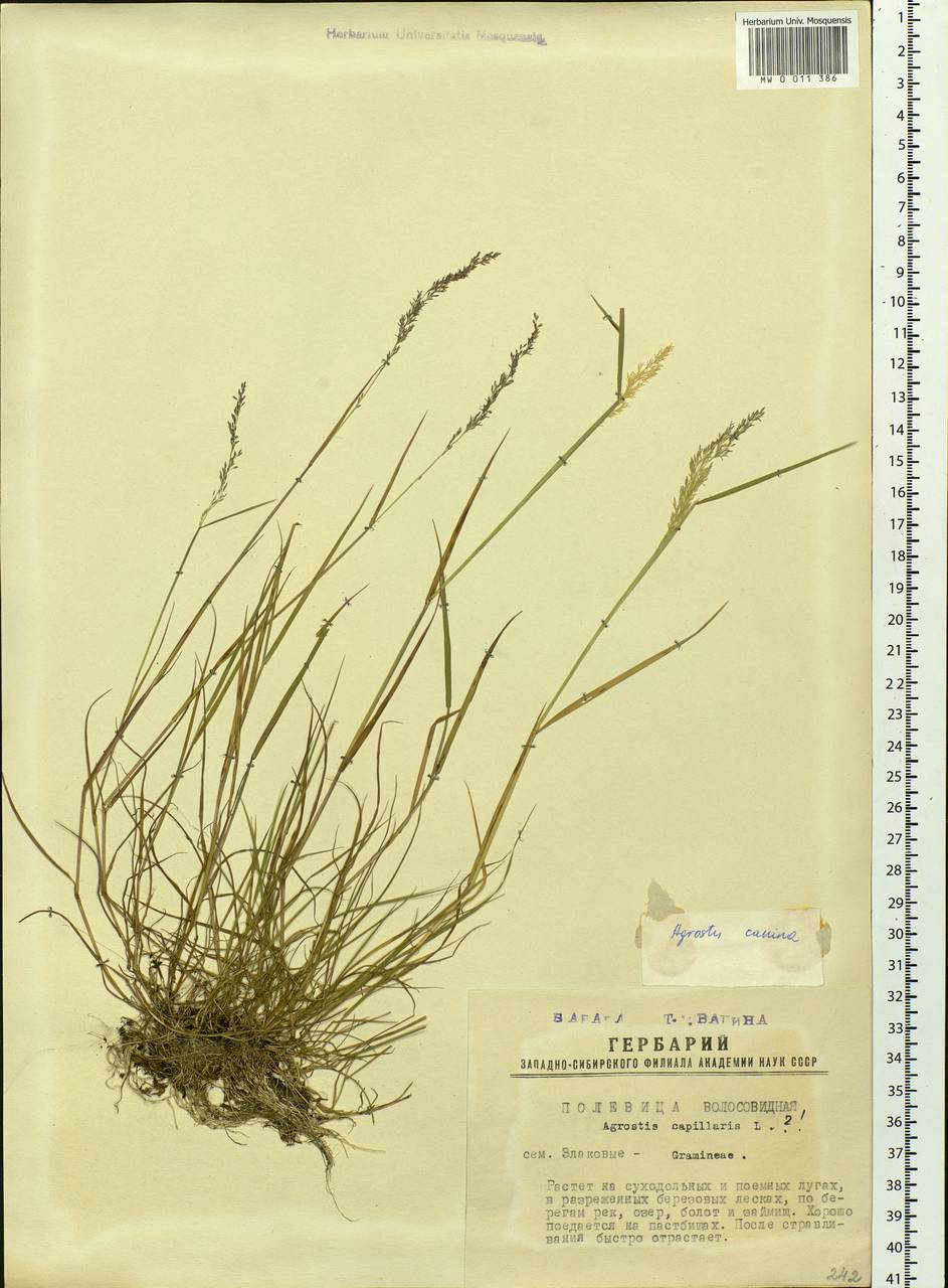 Agrostis canina L., Siberia, Western Siberia (S1) (Russia)