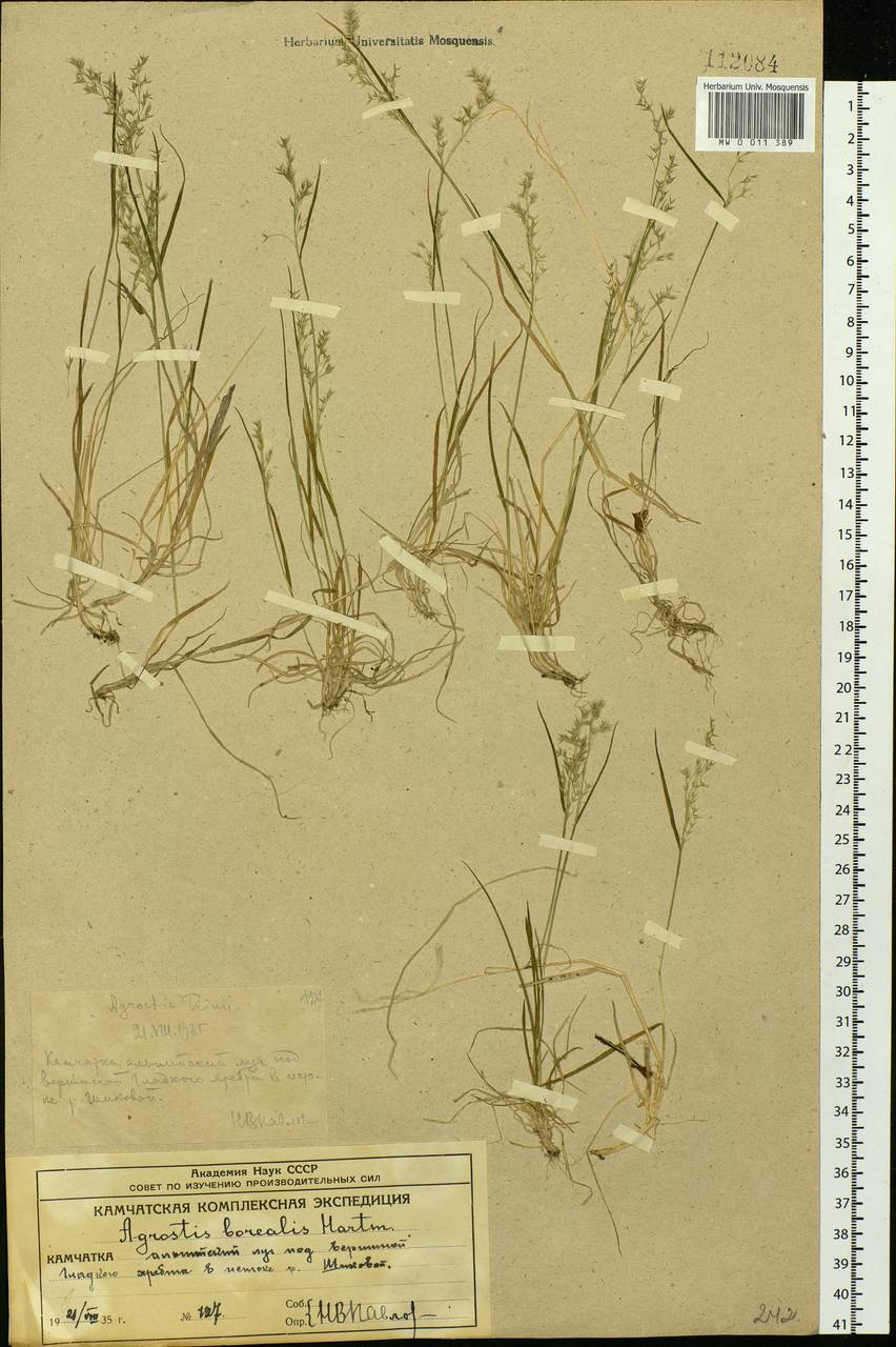 Agrostis mertensii Trin., Siberia, Chukotka & Kamchatka (S7) (Russia)