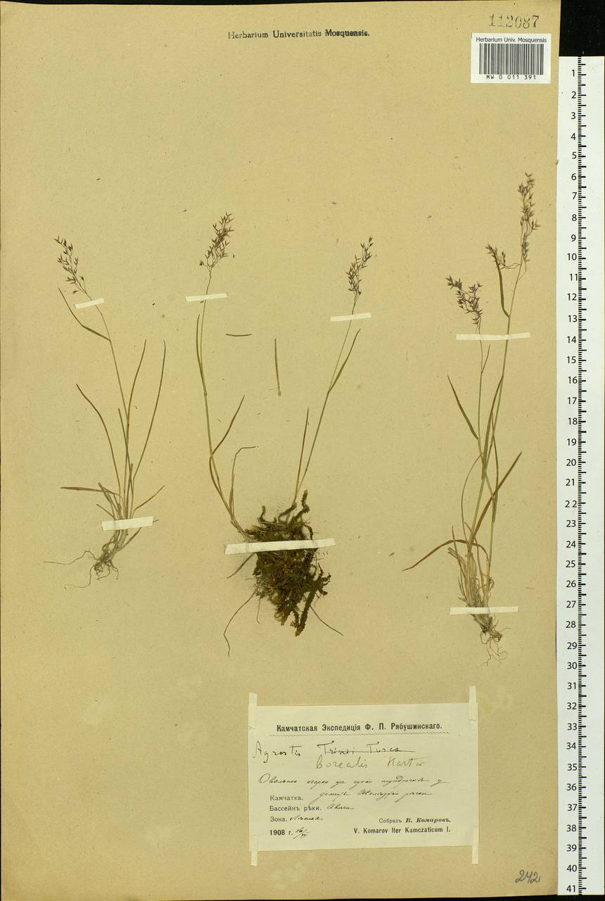 Agrostis mertensii Trin., Siberia, Chukotka & Kamchatka (S7) (Russia)