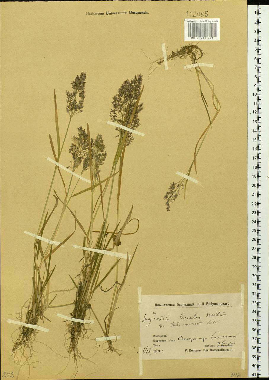 Agrostis mertensii Trin., Siberia, Chukotka & Kamchatka (S7) (Russia)