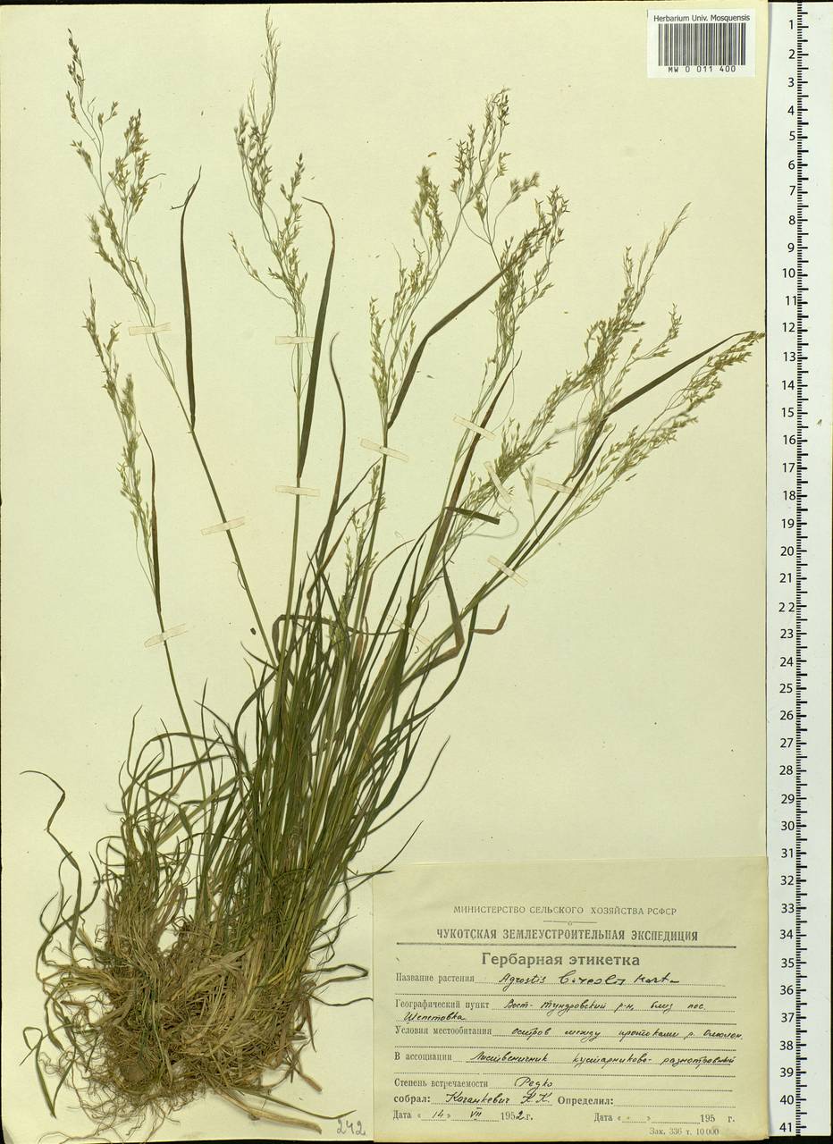 Agrostis mertensii Trin., Siberia, Chukotka & Kamchatka (S7) (Russia)