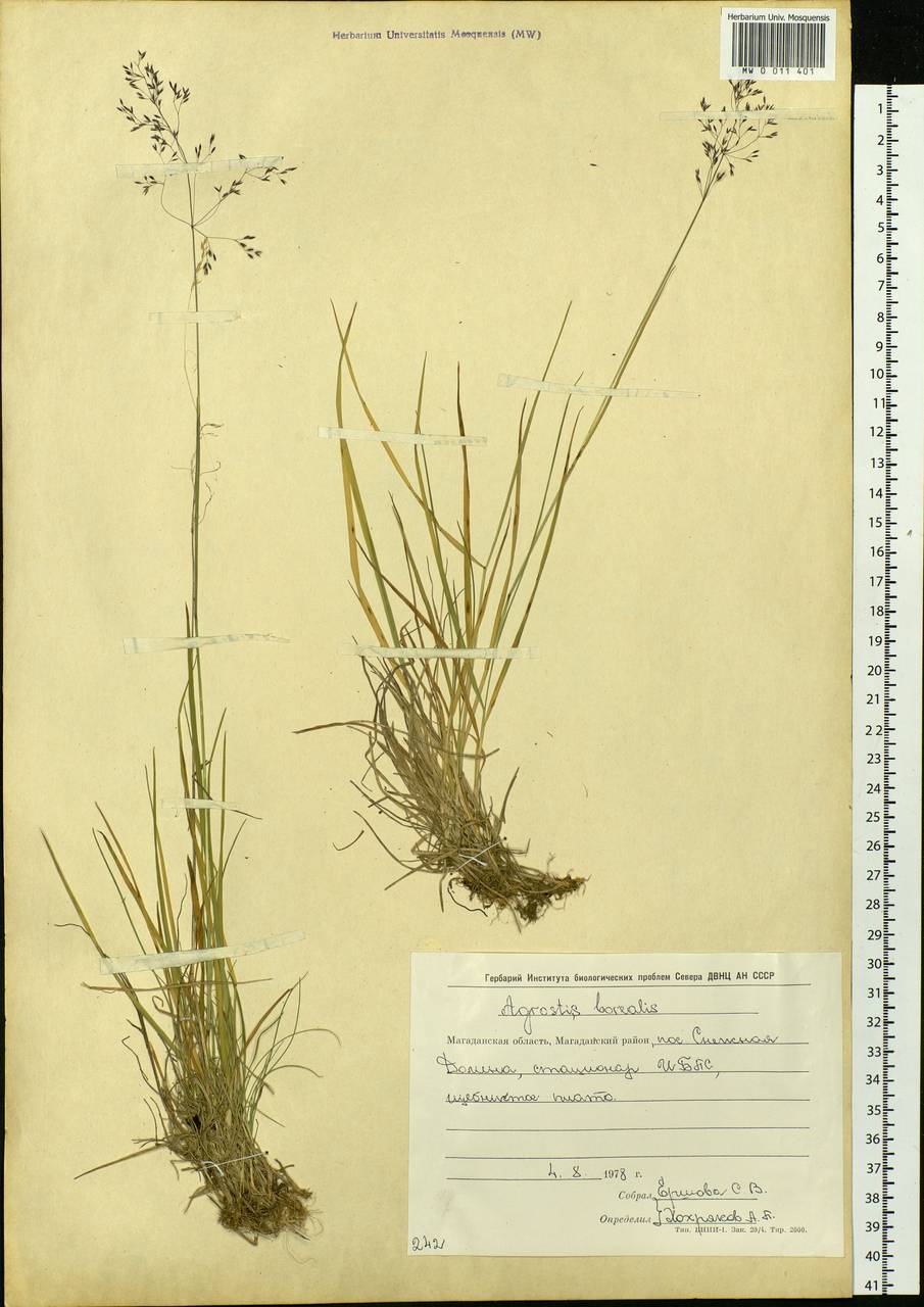 Agrostis mertensii Trin., Siberia, Chukotka & Kamchatka (S7) (Russia)