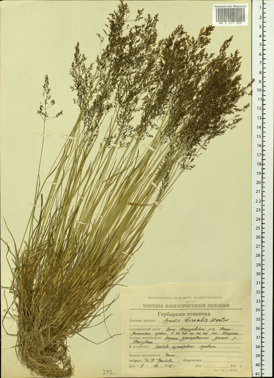 Agrostis mertensii Trin., Siberia, Chukotka & Kamchatka (S7) (Russia)