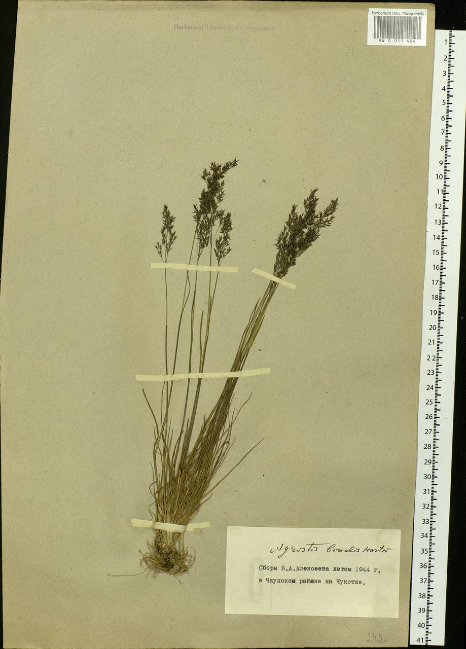 Agrostis mertensii Trin., Siberia, Chukotka & Kamchatka (S7) (Russia)