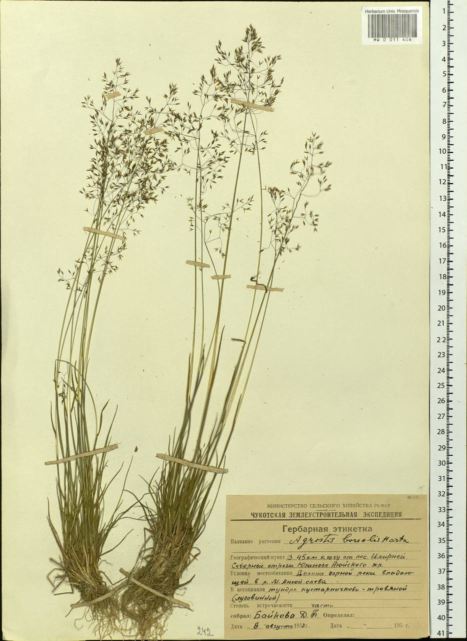 Agrostis mertensii Trin., Siberia, Chukotka & Kamchatka (S7) (Russia)