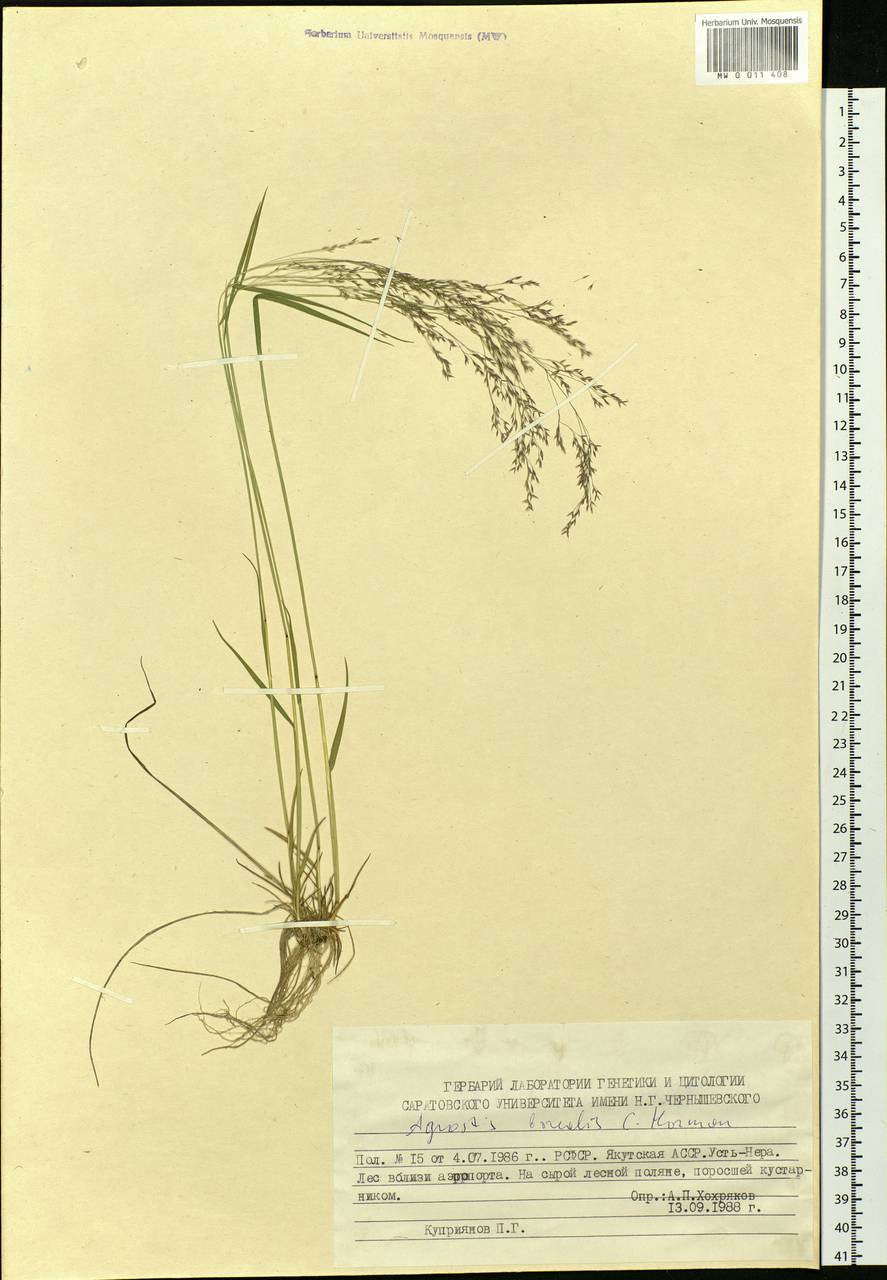 Agrostis mertensii Trin., Siberia, Yakutia (S5) (Russia)