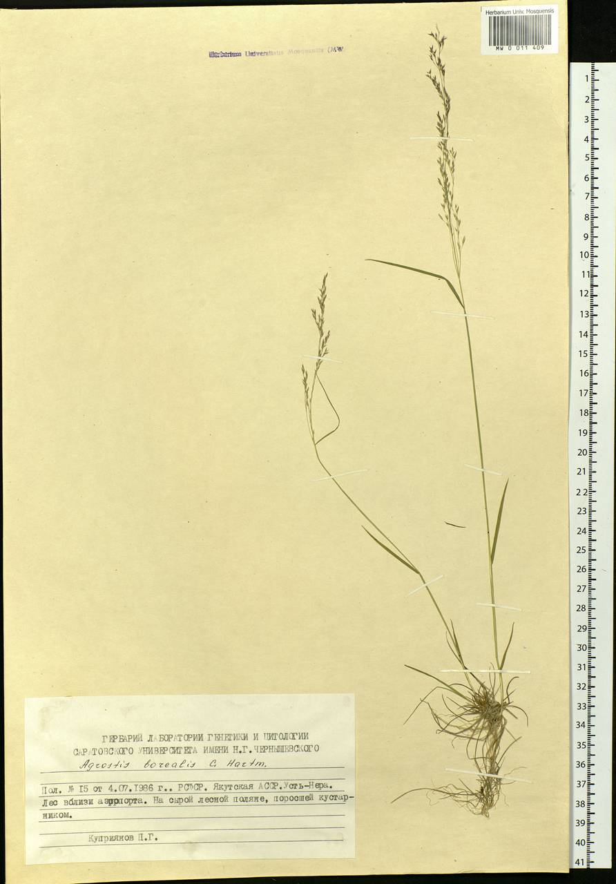 Agrostis mertensii Trin., Siberia, Yakutia (S5) (Russia)