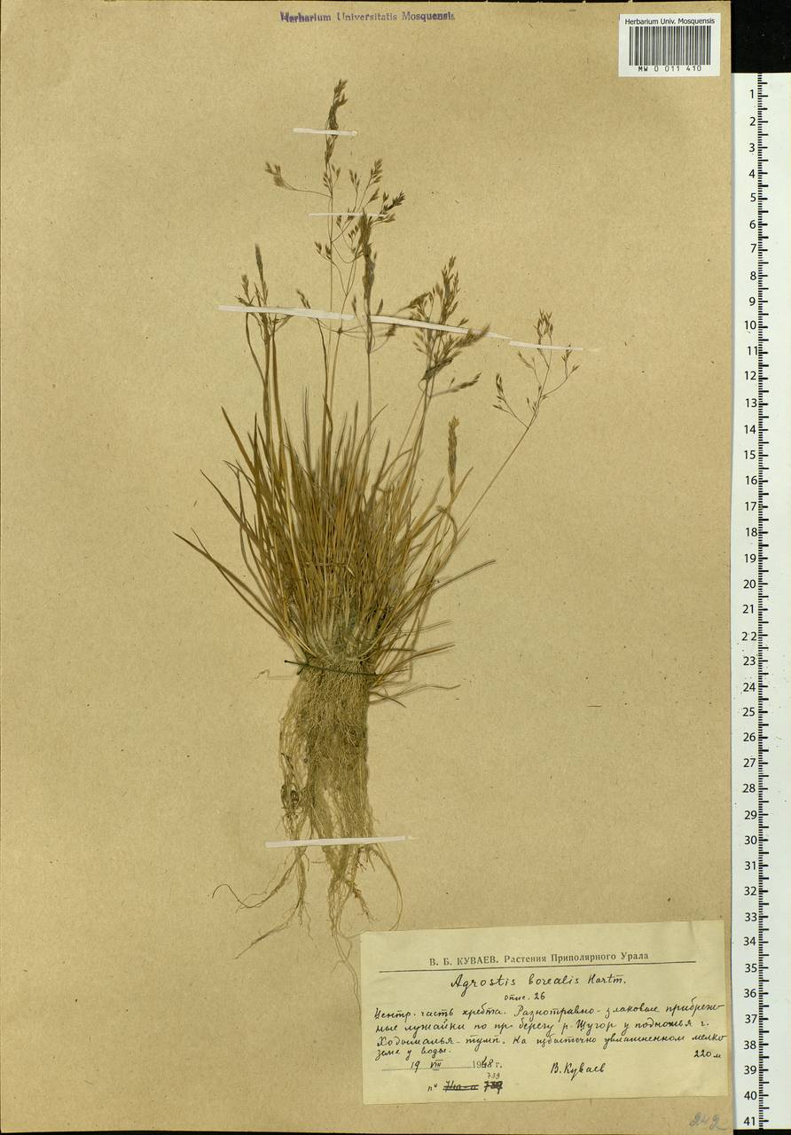 Agrostis mertensii Trin., Eastern Europe, Northern region (E1) (Russia)