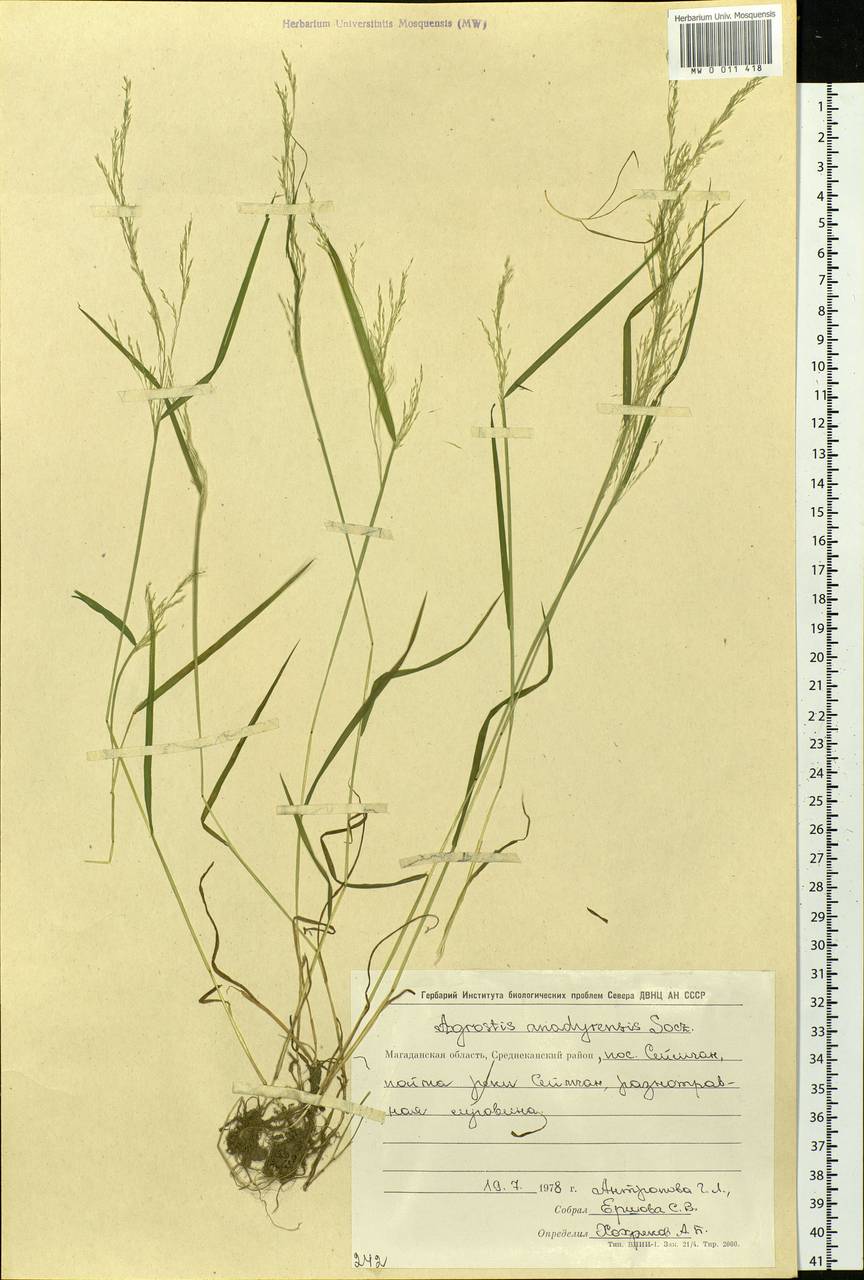 Agrostis anadyrensis Soczava, Siberia, Chukotka & Kamchatka (S7) (Russia)