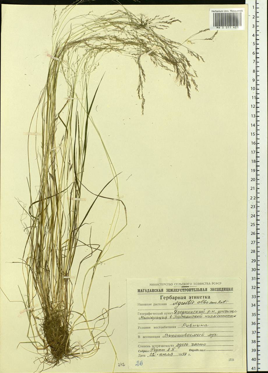 Agrostis, Siberia, Chukotka & Kamchatka (S7) (Russia)
