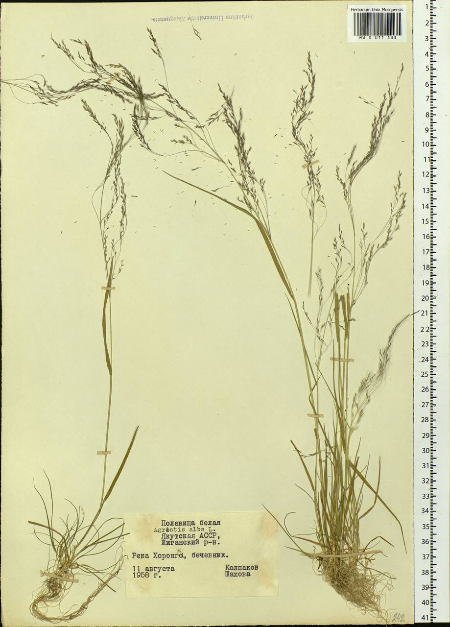 Agrostis, Siberia, Yakutia (S5) (Russia)