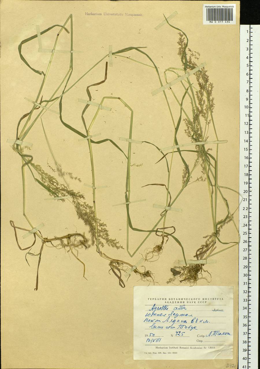 Agrostis, Siberia, Yakutia (S5) (Russia)