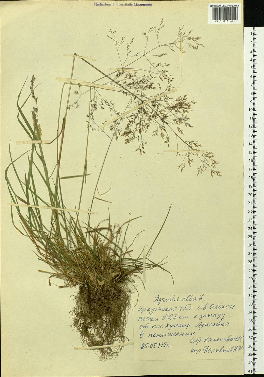 Agrostis, Siberia, Baikal & Transbaikal region (S4) (Russia)