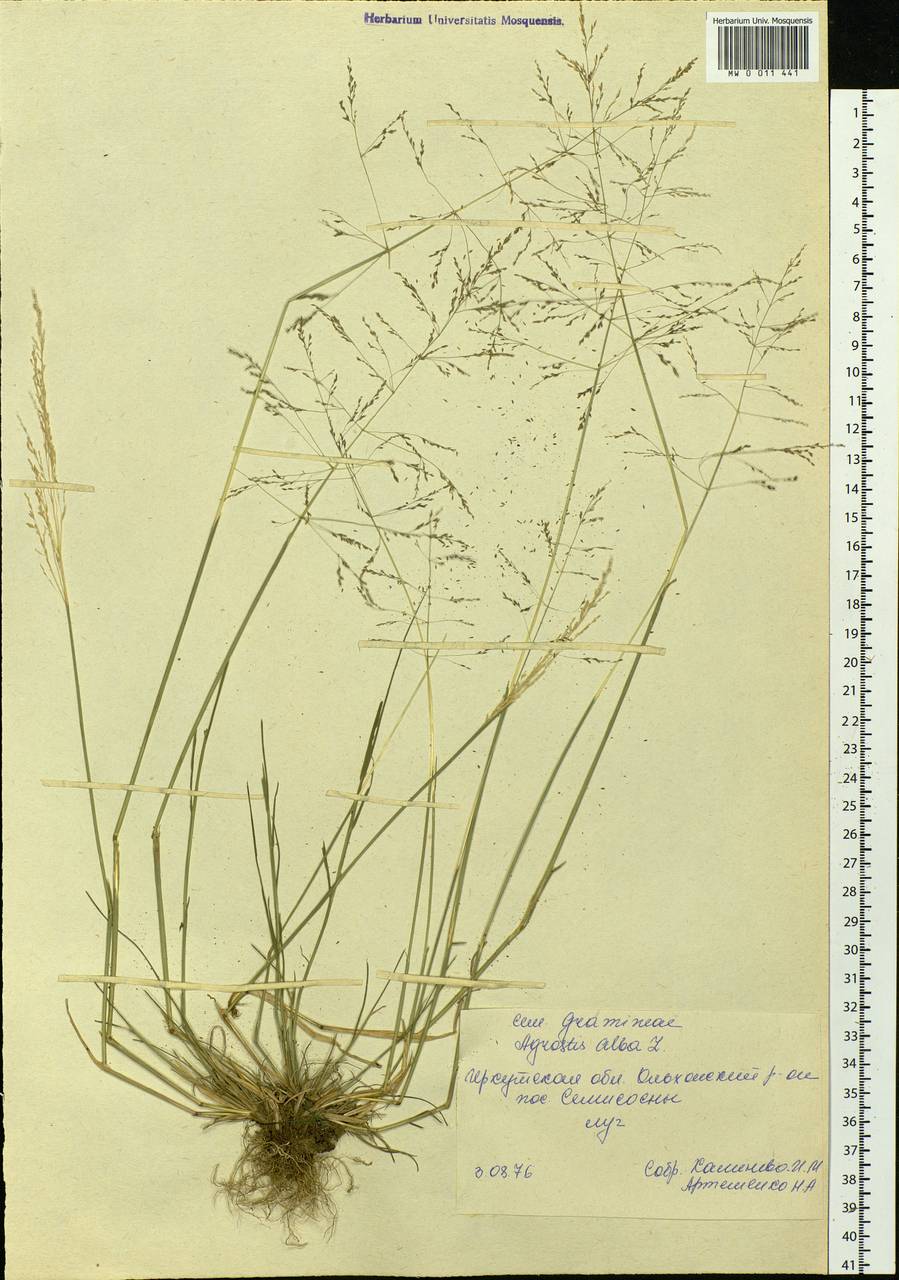 Agrostis, Siberia, Baikal & Transbaikal region (S4) (Russia)