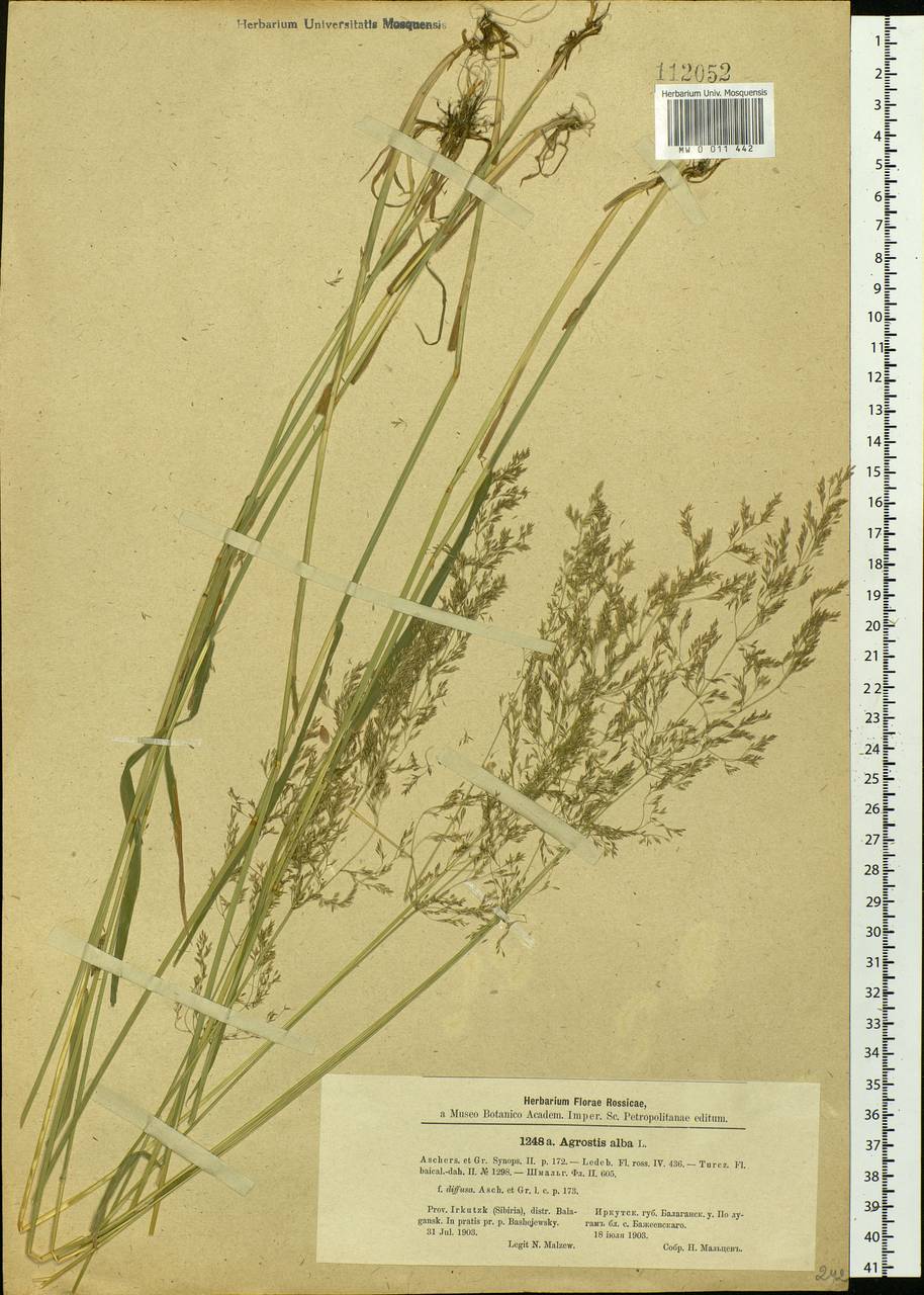 Agrostis, Siberia, Baikal & Transbaikal region (S4) (Russia)