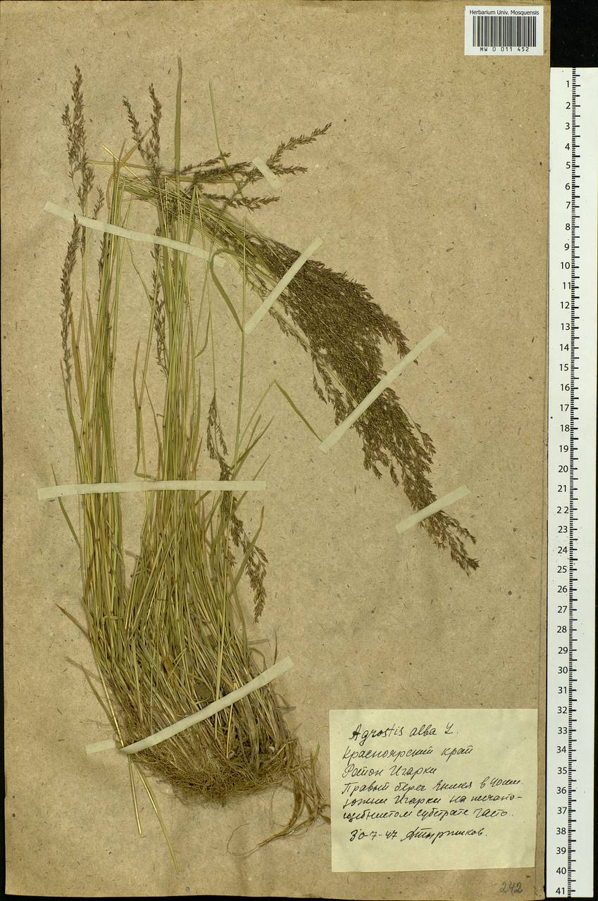 Agrostis, Siberia, Central Siberia (S3) (Russia)