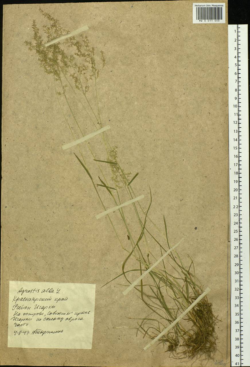 Agrostis, Siberia, Central Siberia (S3) (Russia)