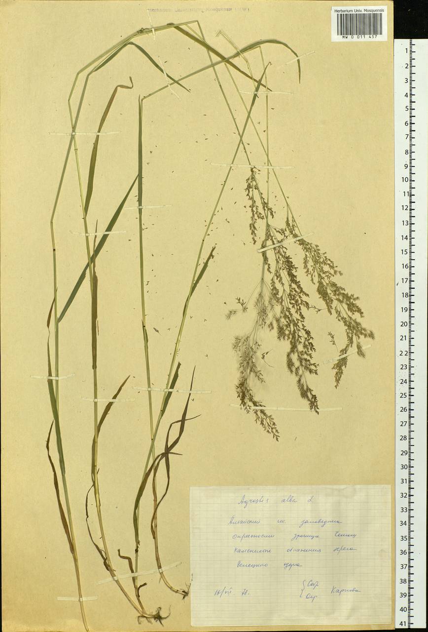 Agrostis, Siberia, Altai & Sayany Mountains (S2) (Russia)