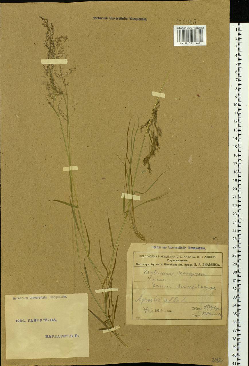 Agrostis, Siberia, Altai & Sayany Mountains (S2) (Russia)