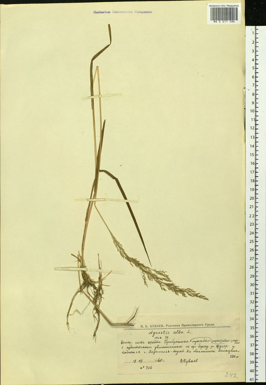 Agrostis, Eastern Europe, Northern region (E1) (Russia)