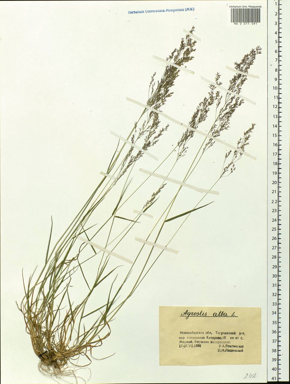 Agrostis, Siberia, Western Siberia (S1) (Russia)