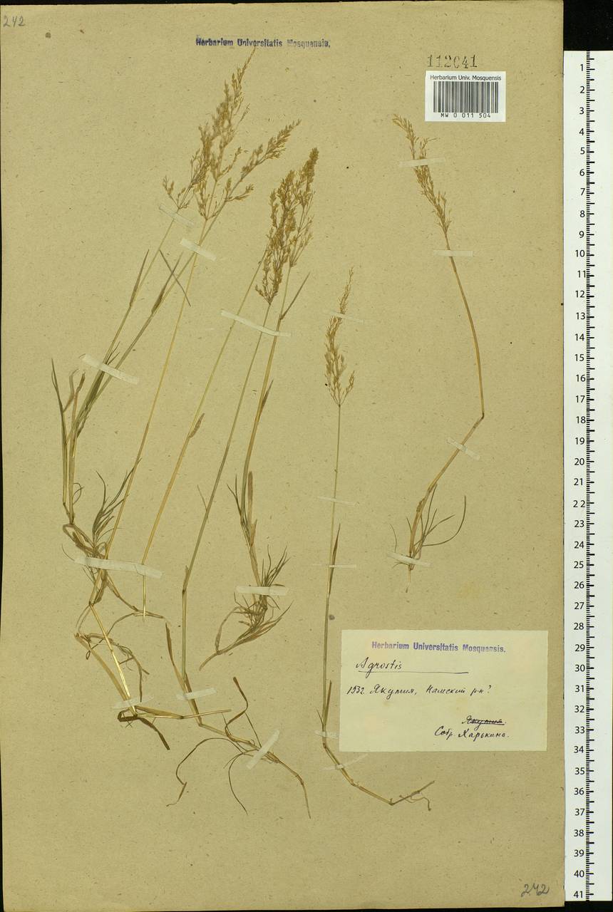Agrostis, Siberia, Yakutia (S5) (Russia)