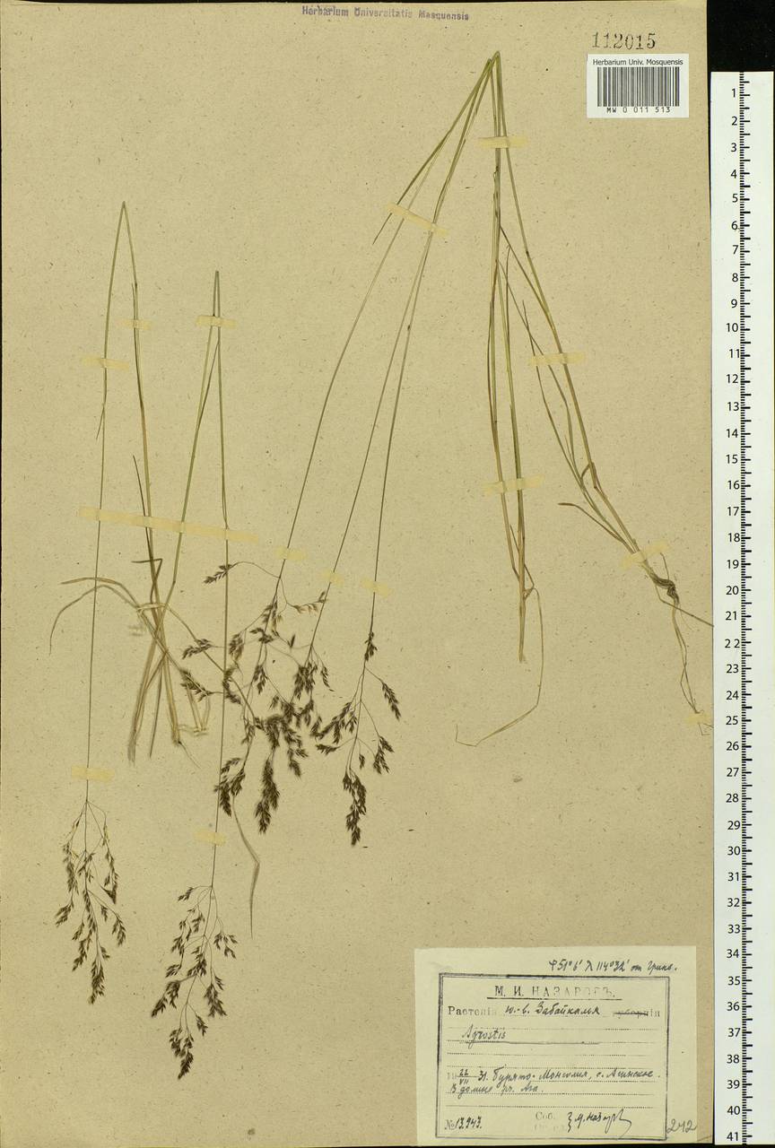 Agrostis, Siberia, Baikal & Transbaikal region (S4) (Russia)