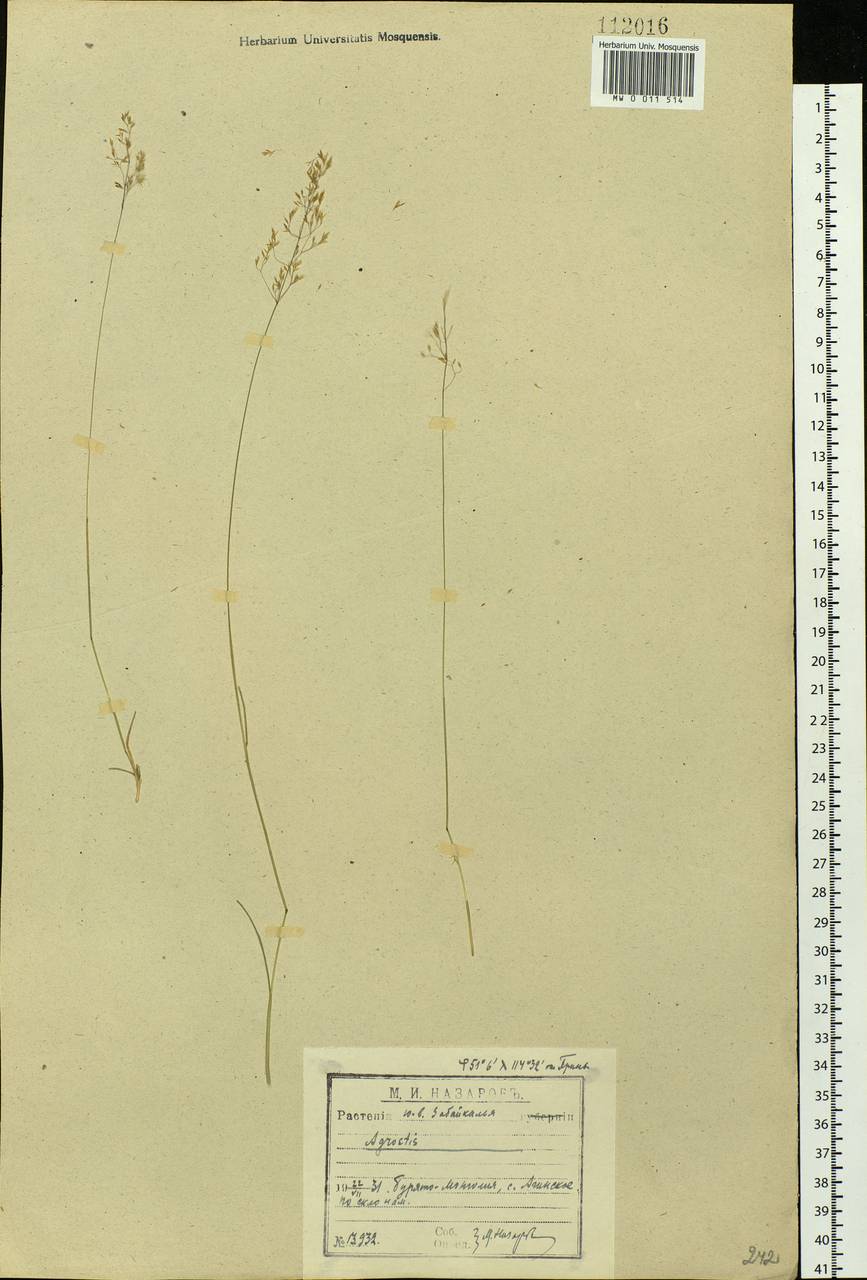 Agrostis, Siberia, Baikal & Transbaikal region (S4) (Russia)