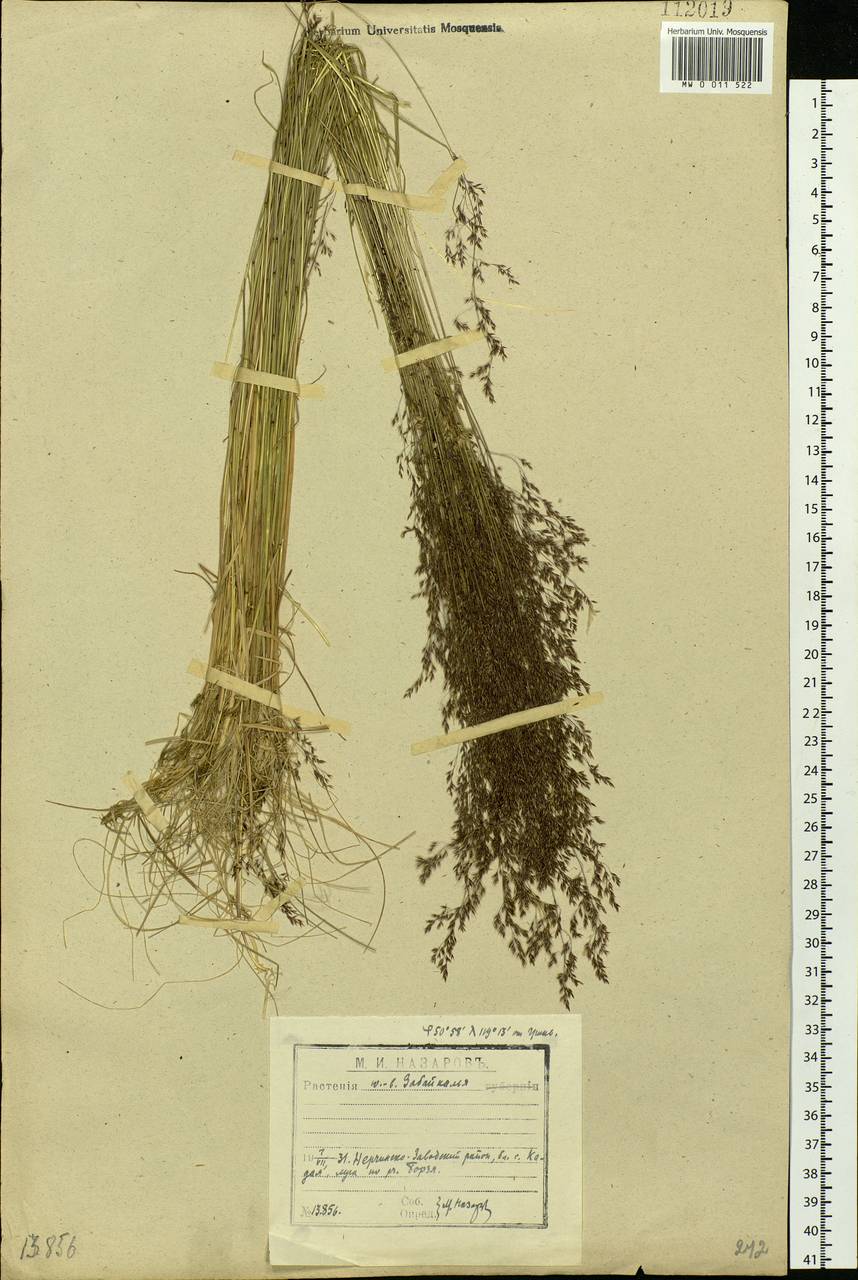 Agrostis, Siberia, Baikal & Transbaikal region (S4) (Russia)