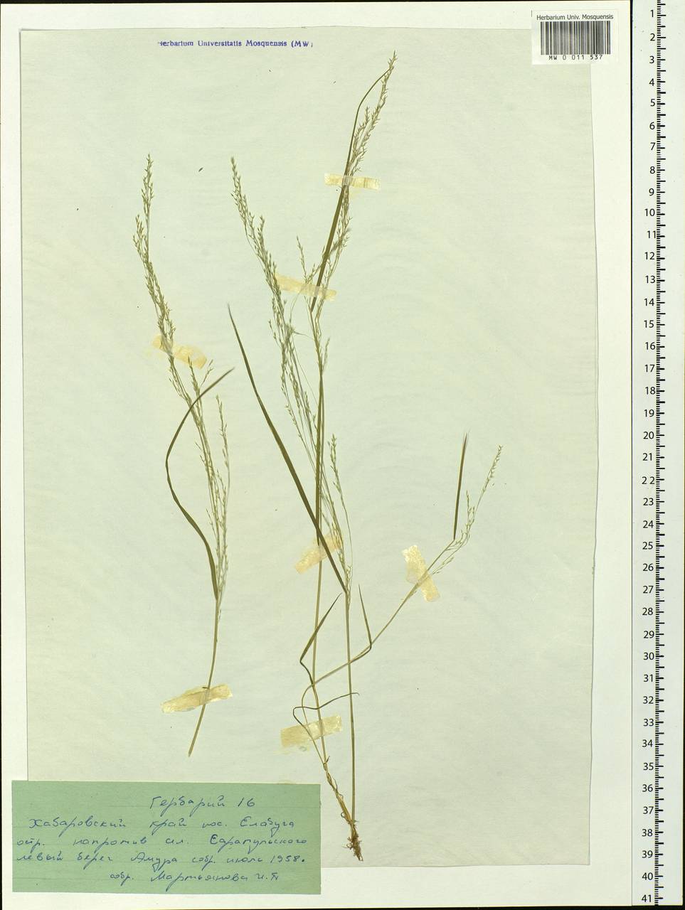Agrostis, Siberia, Russian Far East (S6) (Russia)