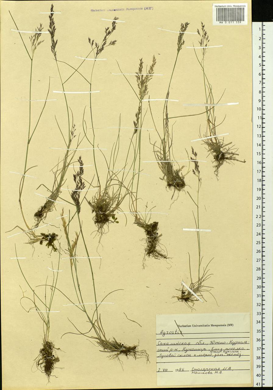 Agrostis, Siberia, Russian Far East (S6) (Russia)