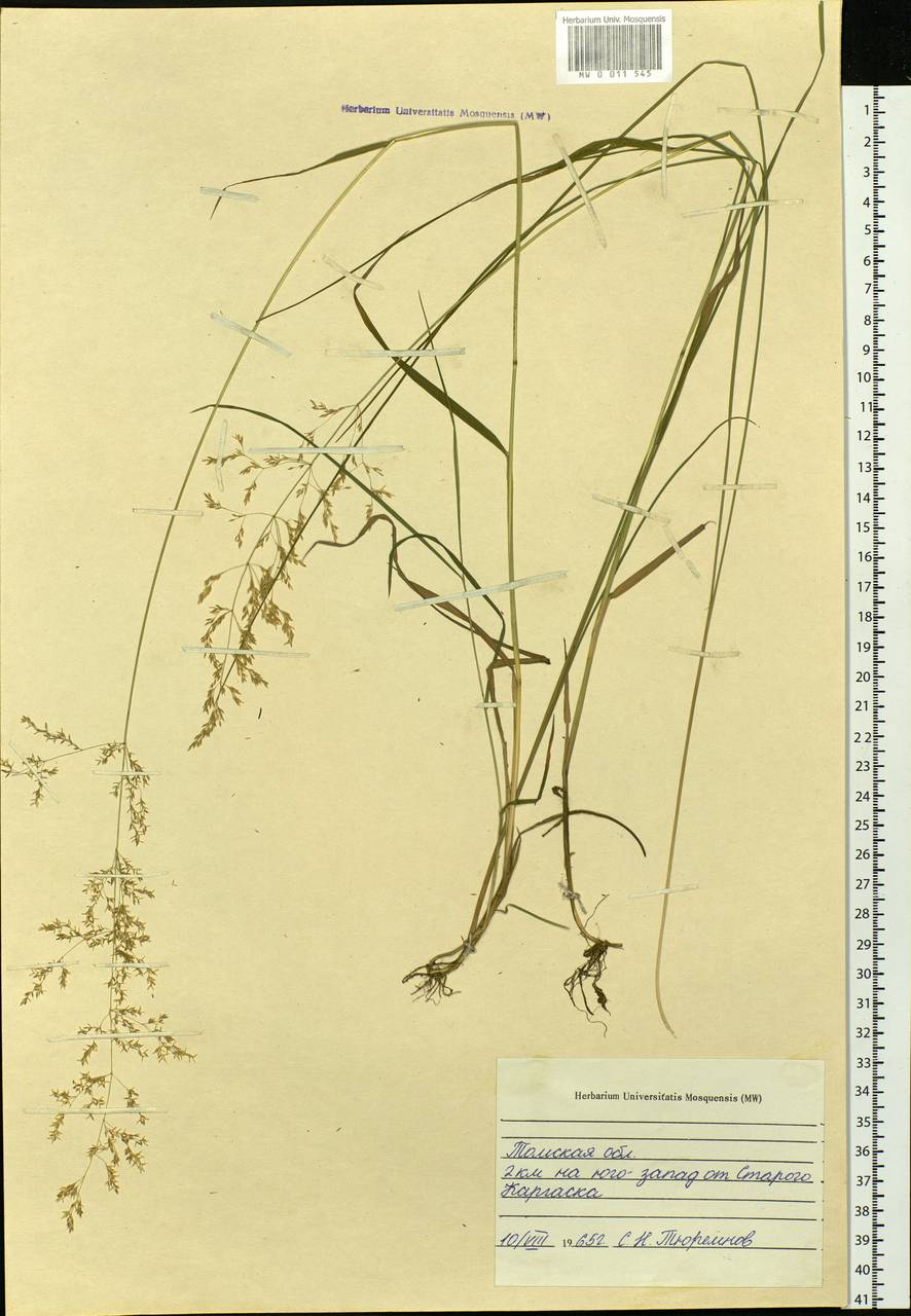 Agrostis, Siberia, Western Siberia (S1) (Russia)
