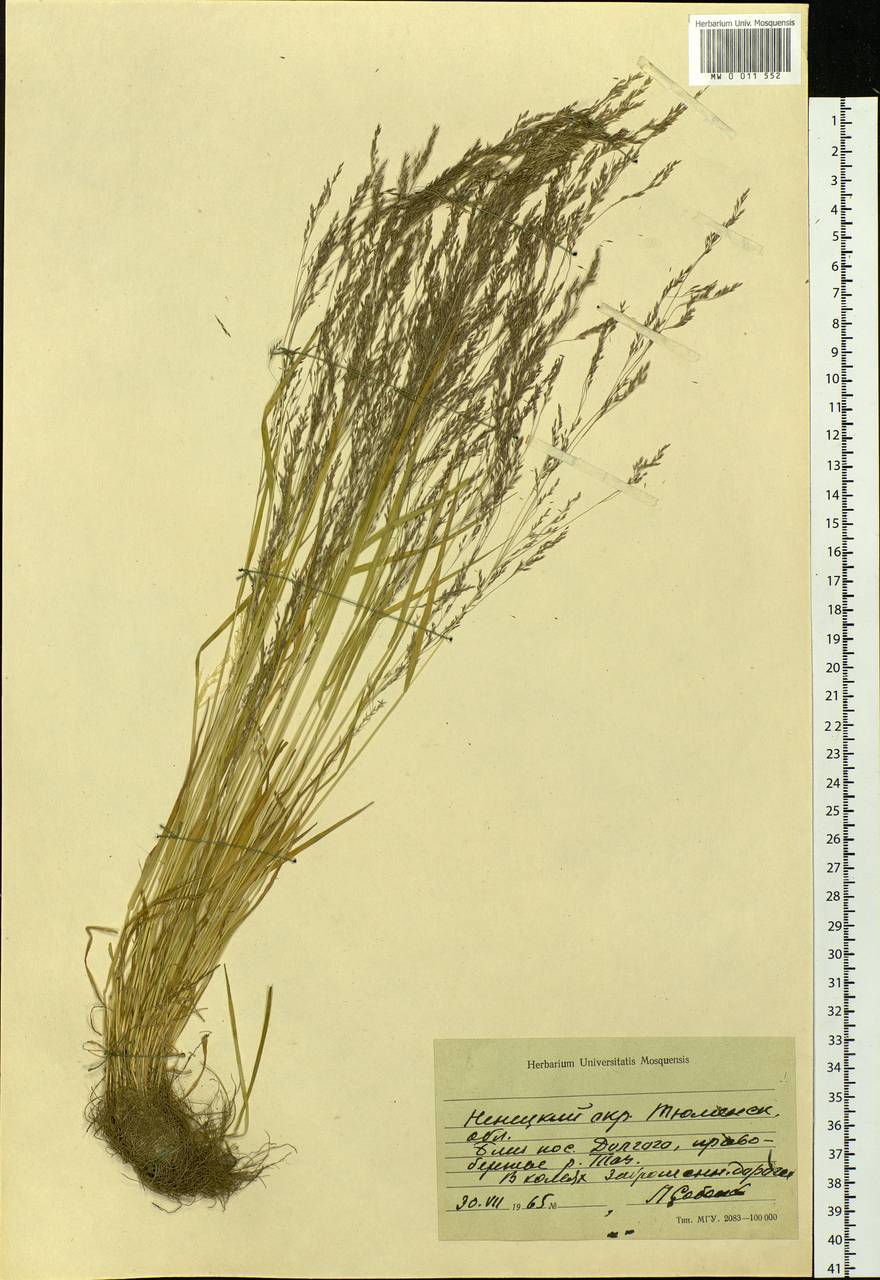 Agrostis, Siberia, Western Siberia (S1) (Russia)