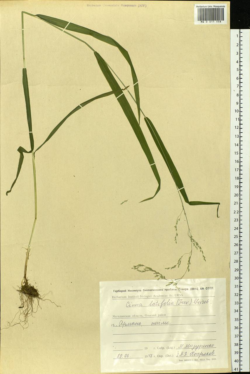 Cinna latifolia (Trevir.) Griseb., Siberia, Chukotka & Kamchatka (S7) (Russia)