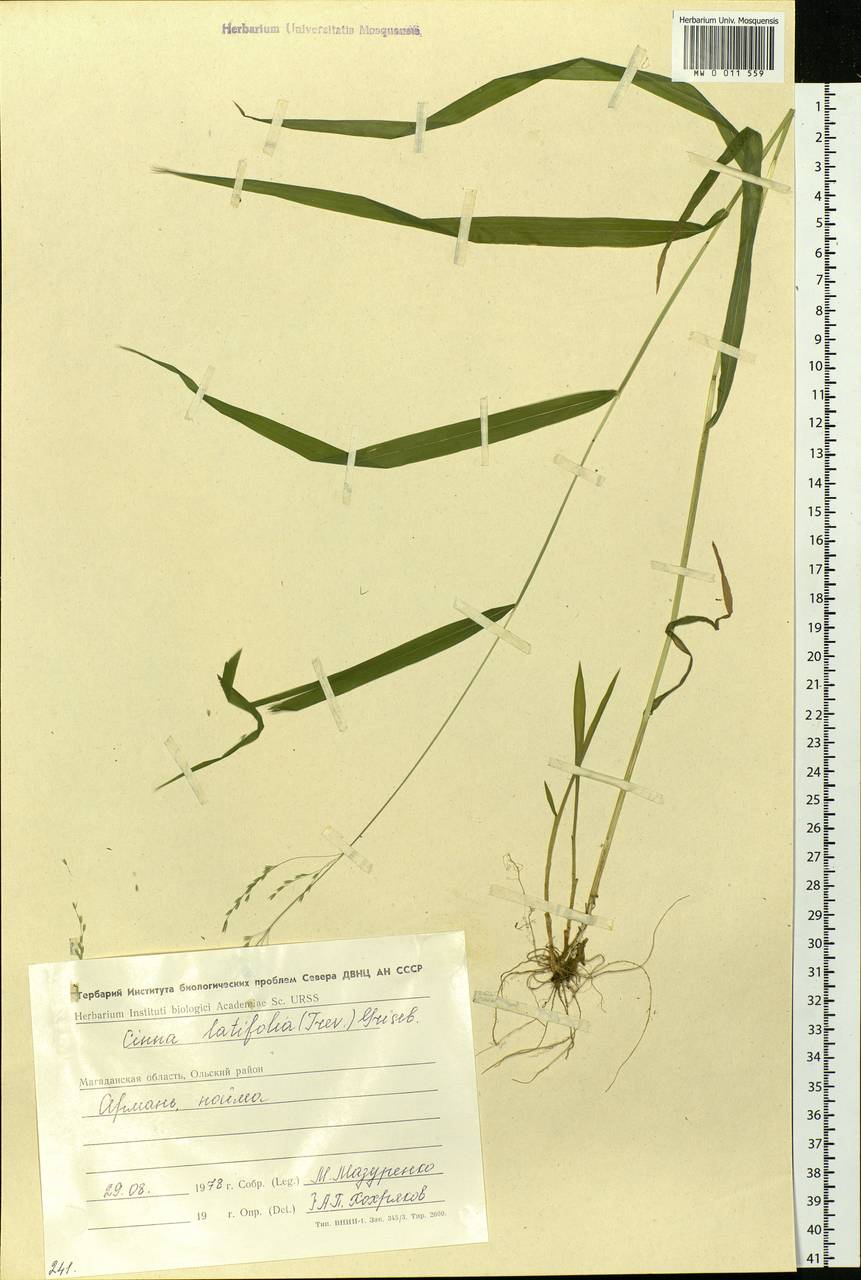 Cinna latifolia (Trevir.) Griseb., Siberia, Chukotka & Kamchatka (S7) (Russia)